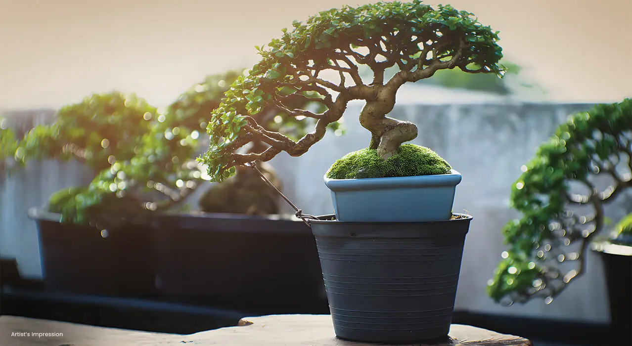 Bonsai Garden